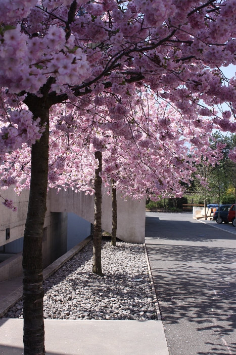 Printemps 2009 - La Tour - 073